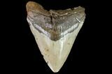 Fossil Megalodon Tooth - North Carolina #108897-1